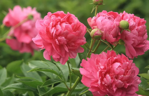 芍药花长什么样子是什么颜色