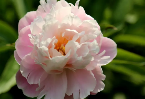 芍药花长什么样子是什么颜色
