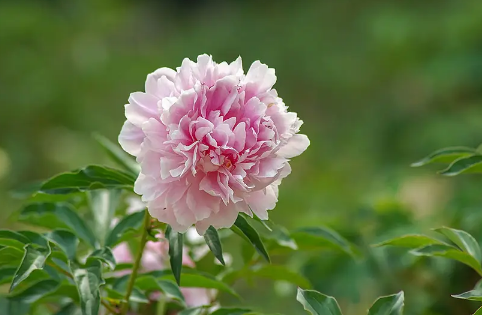 芍药花长什么样子是什么颜色