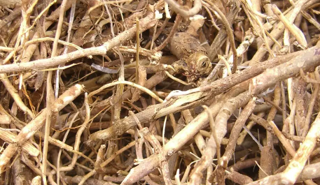 新鲜芍药根怎么吃