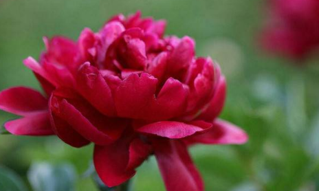 芍药是白芍还是赤芍