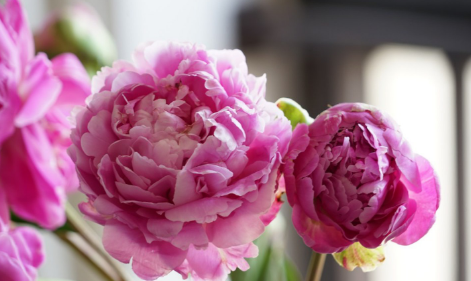 芍药鲜切花深水养还是浅水养