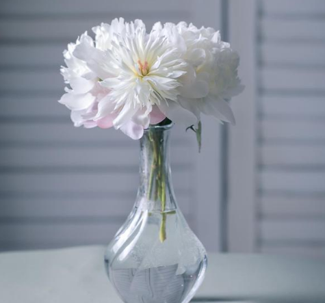 芍药鲜切花深水养还是浅水养