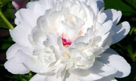 芍药花的花语和寓意你知道吗