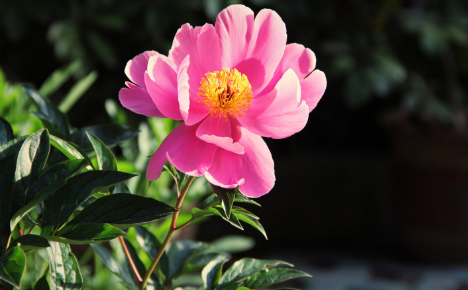 芍药花的花语和寓意你知道吗