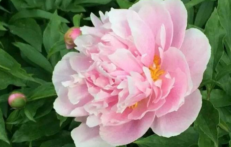 芍药花的花语和寓意你知道吗