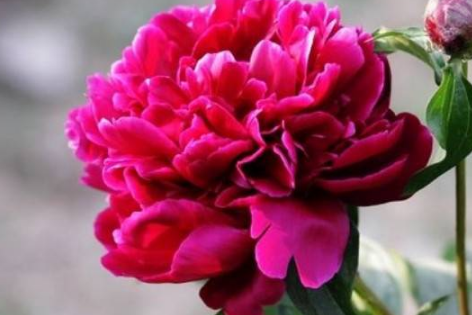 芍药花的花语和寓意你知道吗