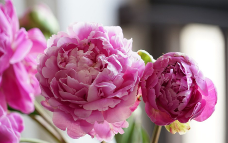 芍药花的花语和寓意你知道吗