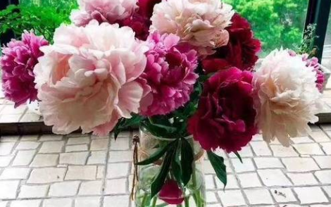 芍药花的花语和寓意你知道吗