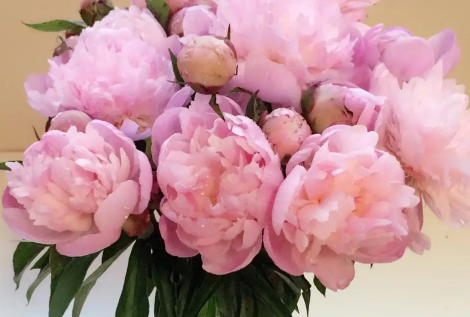 芍药花的花语和寓意你知道吗