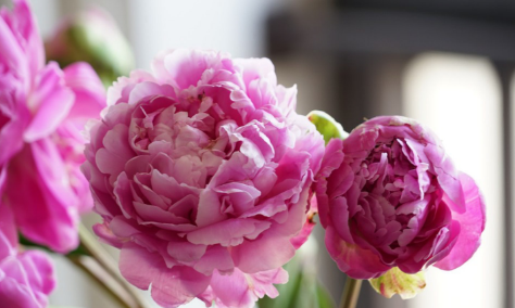 鲜花芍药怎么打理