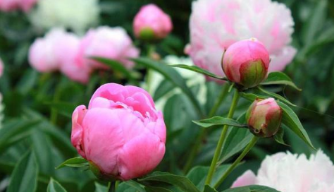 水养芍药如何尽快开花