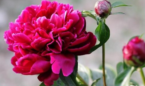 芍药花七点花开的样子是什么