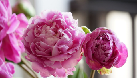 芍药花七点花开的样子是什么