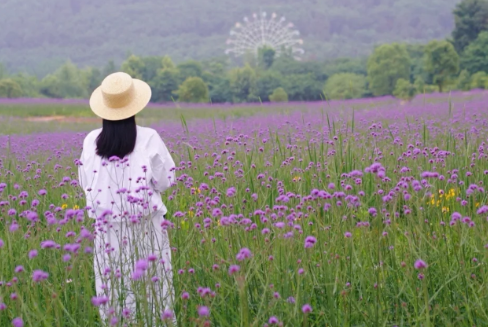 武汉光谷马鞭草花海在哪里