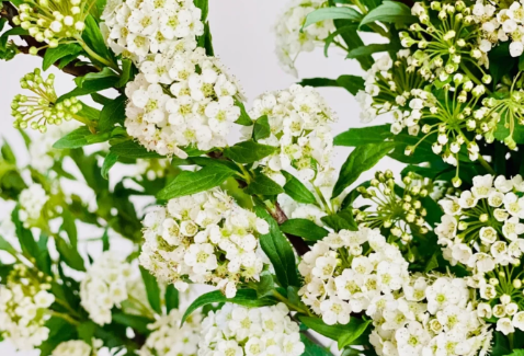 小手球花期一般是多久