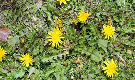 蒲公英泡水喝有什么作用和功效