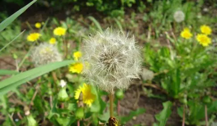 蒲公英泡水喝有什么作用和功效