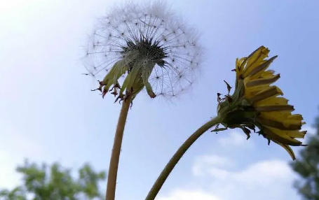 蒲公英泡水喝有什么作用和功效