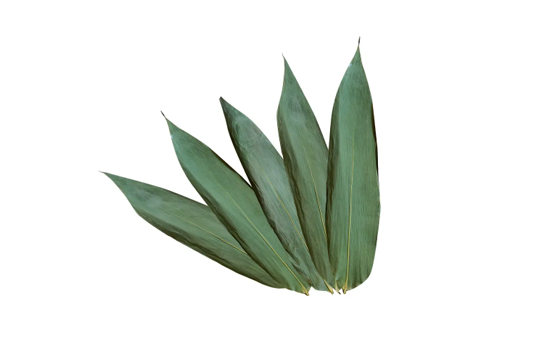 粽叶可以反复使用吗