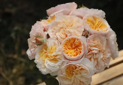 朱丽叶玫瑰适合做干花吗