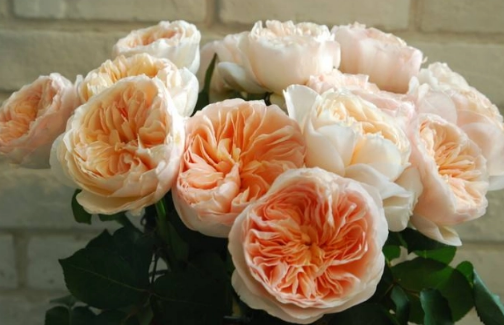 朱丽叶玫瑰好养吗