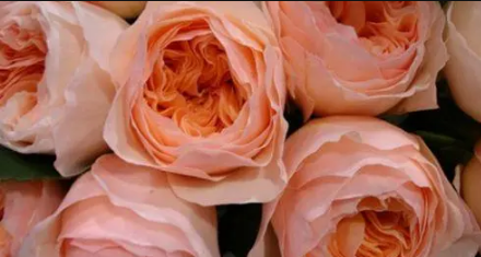 朱丽叶玫瑰好养吗