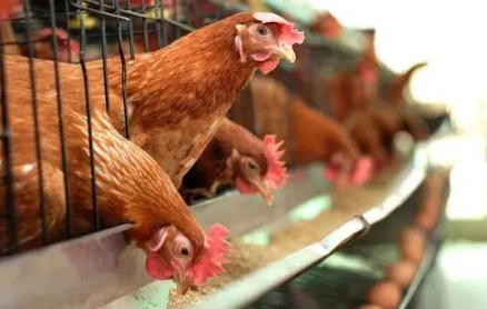 养殖业什么最赚钱农村2022