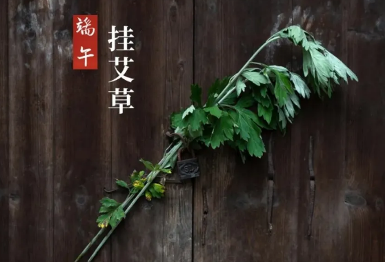 艾草和菖蒲可以放在卧室吗