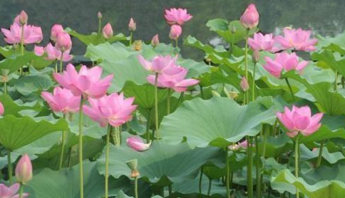 荷花是什么时候开的早上还是晚上