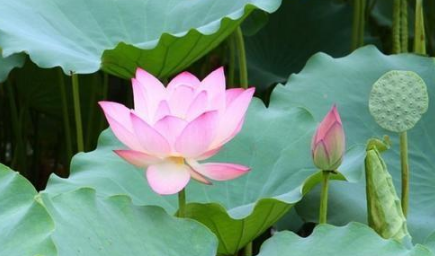 荷花是什么时候开的早上还是晚上