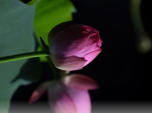 荷花是什么时候开的早上还是晚上