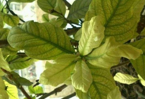 栀子花叶子发黄是什么原因