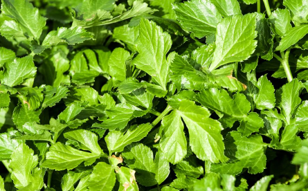 九层塔是什么菜