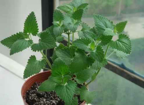 薄荷驱蚊还是猫薄荷驱蚊
