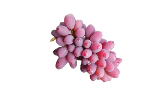 茉莉香葡萄是转基因葡萄吗