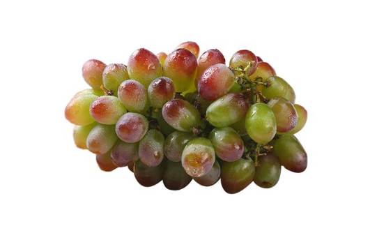 茉莉香葡萄可以做葡萄酒吗