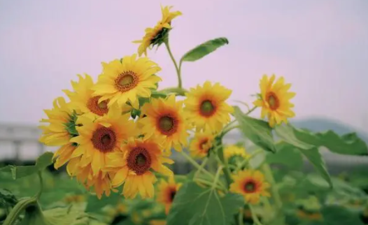 2022考送花一举夺魁要几朵向日葵