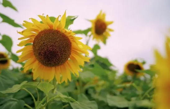 2022考送花一举夺魁要几朵向日葵