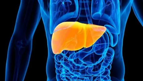 肝代谢不好吃什么调理