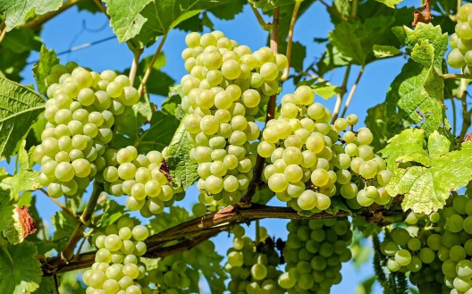 阳光玫瑰葡萄要冷藏吗