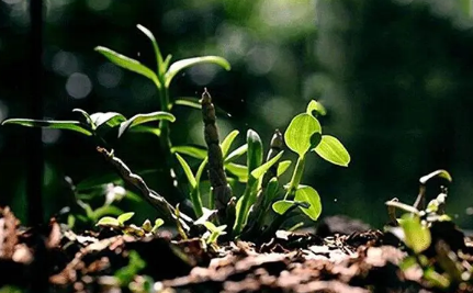 石斛的功效与作用适合哪些人