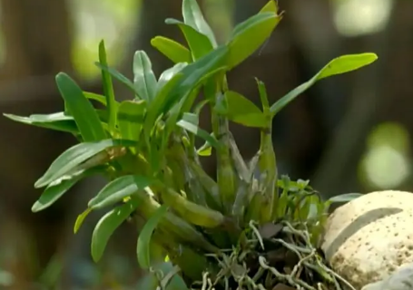 石斛的功效与作用适合哪些人