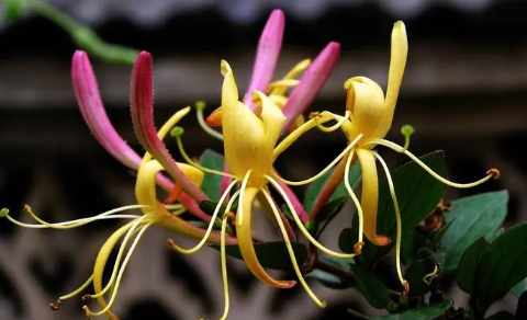 金银花怎么烘干