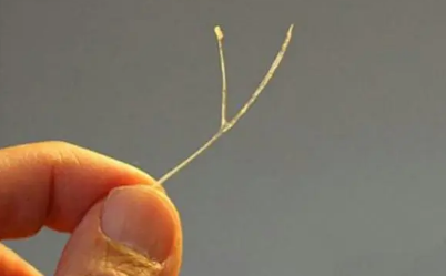 鱼刺卡喉咙怎么办