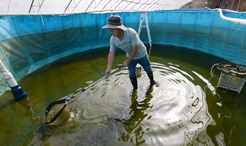 农村鱼塘适合养什么鱼