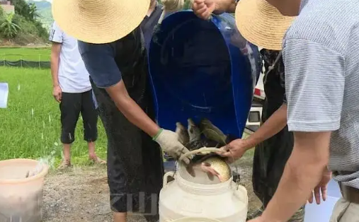 农村鱼塘适合养什么鱼