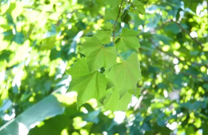 北方秋老虎厉害还是南方秋老虎厉害