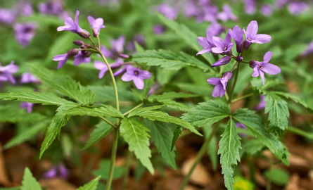 益母草的作用及功效有哪些