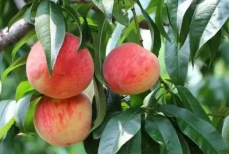 血桃是脆的还是软的